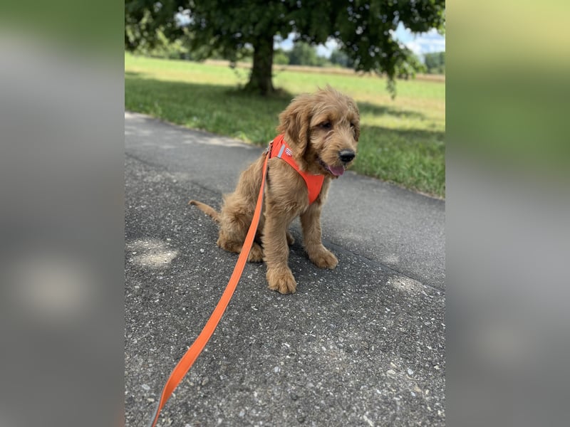 Goldendoodle 16 Wochen Stubenrein sehr lieb