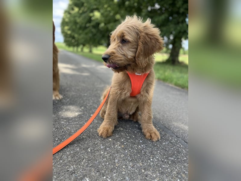 Goldendoodle 16 Wochen Stubenrein sehr lieb