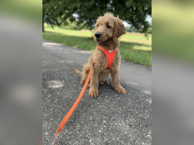 Goldendoodle 16 Wochen Stubenrein sehr lieb