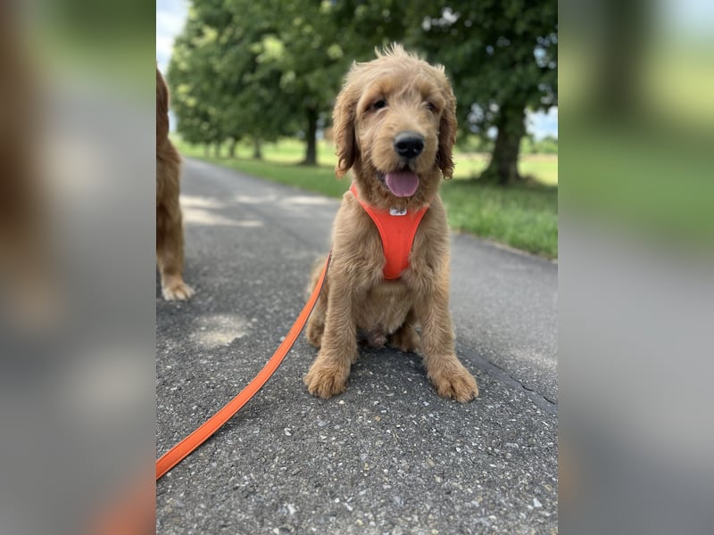 Goldendoodle 16 Wochen Stubenrein sehr lieb