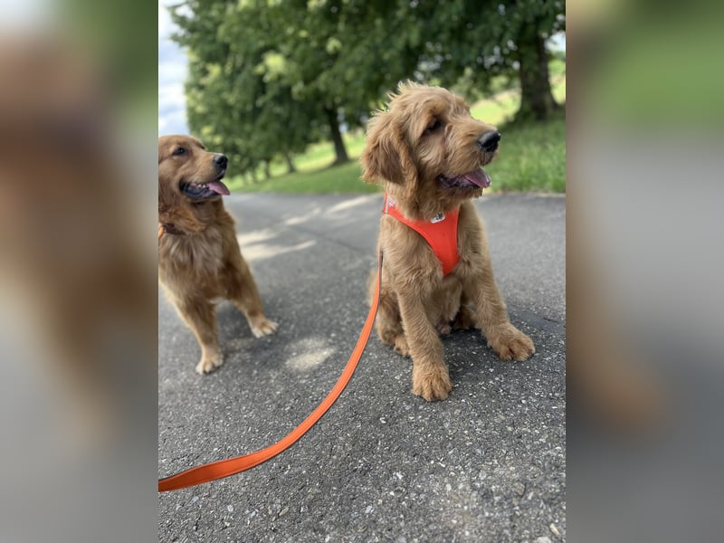 Goldendoodle 16 Wochen Stubenrein sehr lieb