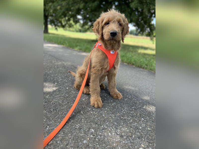 Goldendoodle 16 Wochen Stubenrein sehr lieb
