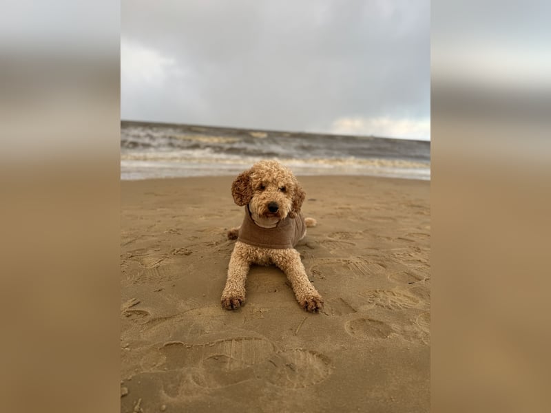 Deckrüde Goldendoodle Pudel Doodle Medium
