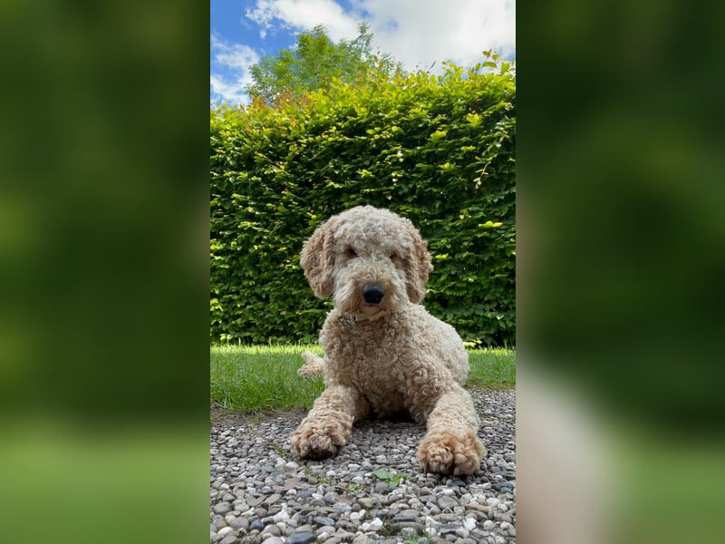 Deckrüde Goldendoodle Pudel Doodle Medium