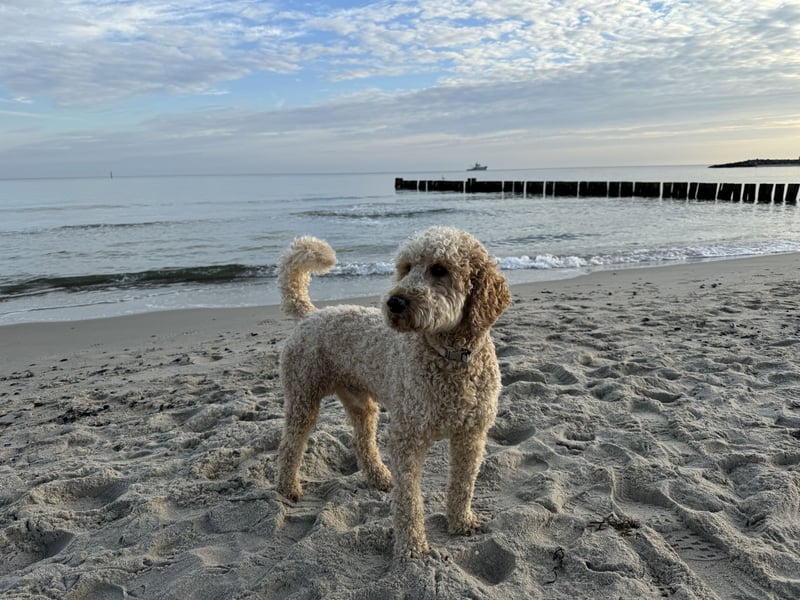 Deckrüde Goldendoodle Pudel Doodle Medium