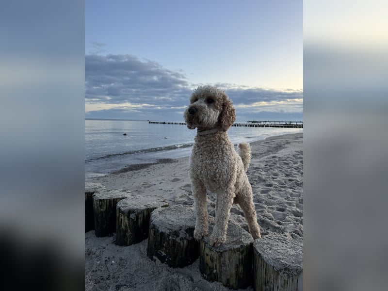 Deckrüde Goldendoodle Pudel Doodle Medium
