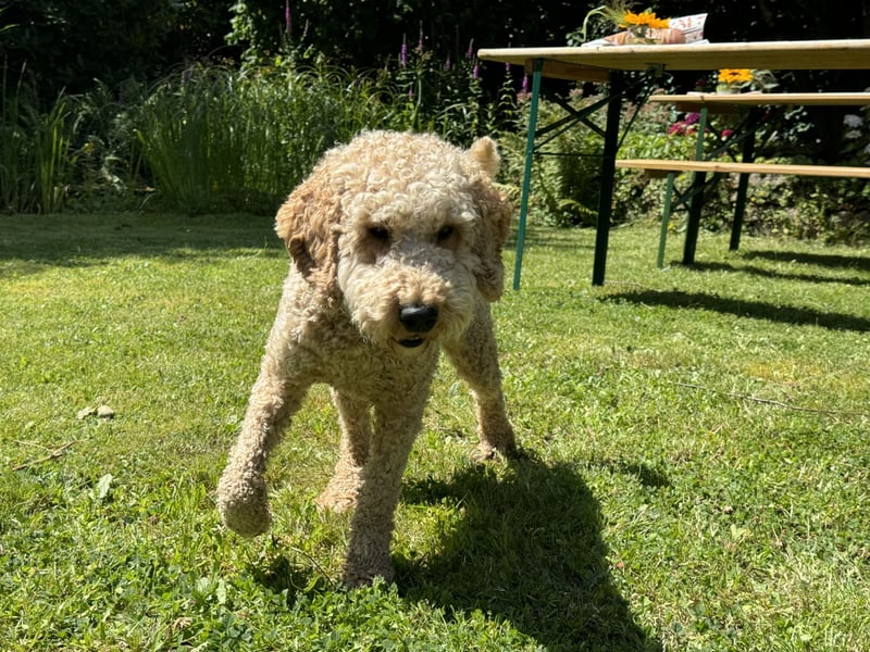Deckrüde Goldendoodle Pudel Doodle Medium
