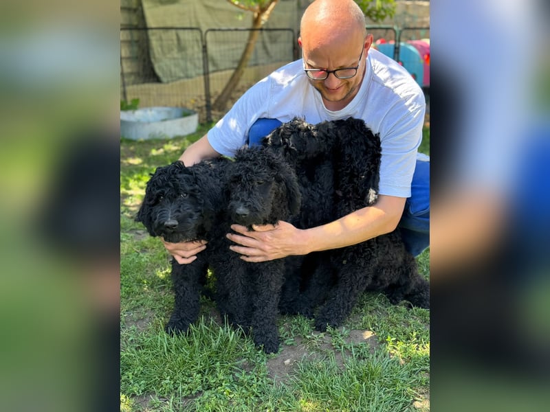 Golden Doodle Welpen