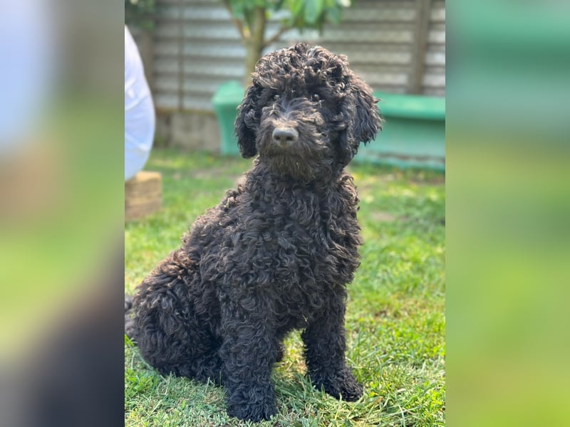 Golden Doodle Welpen