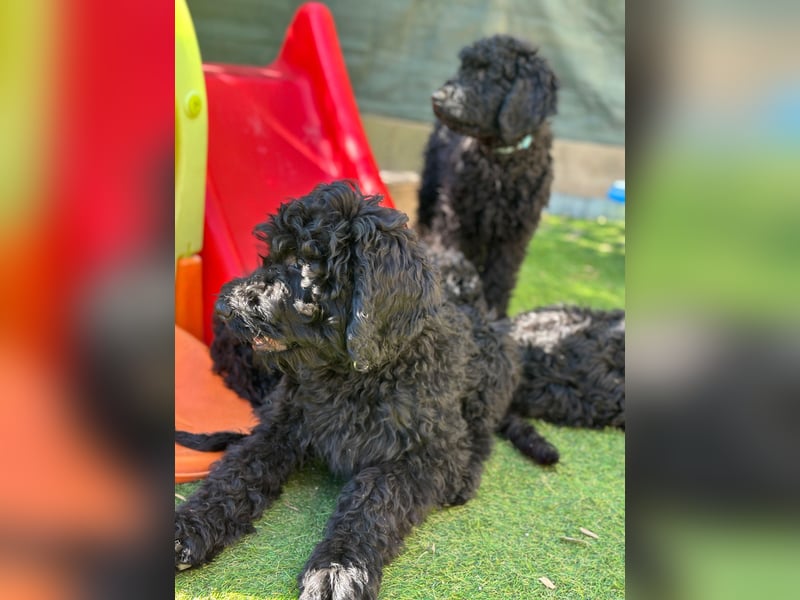 Golden Doodle Welpen