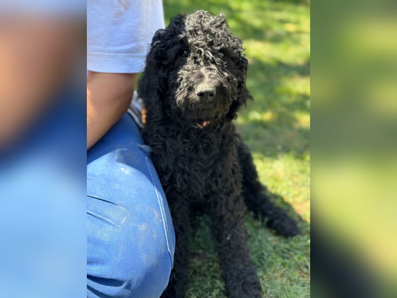 Golden Doodle Welpen