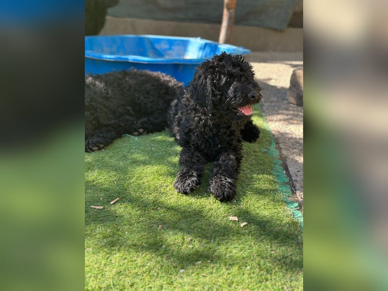 Golden Doodle Welpen