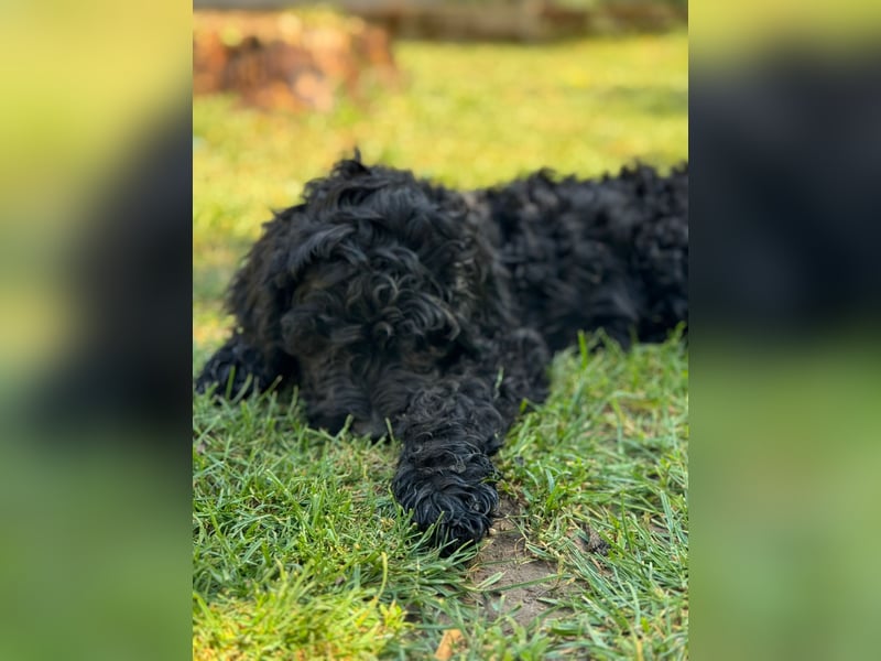 Golden Doodle Welpen
