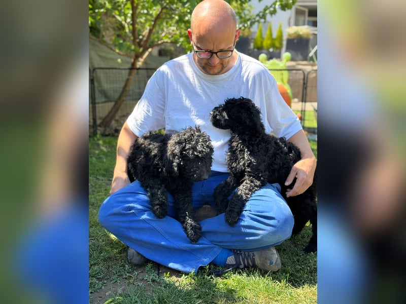Golden Doodle Welpen