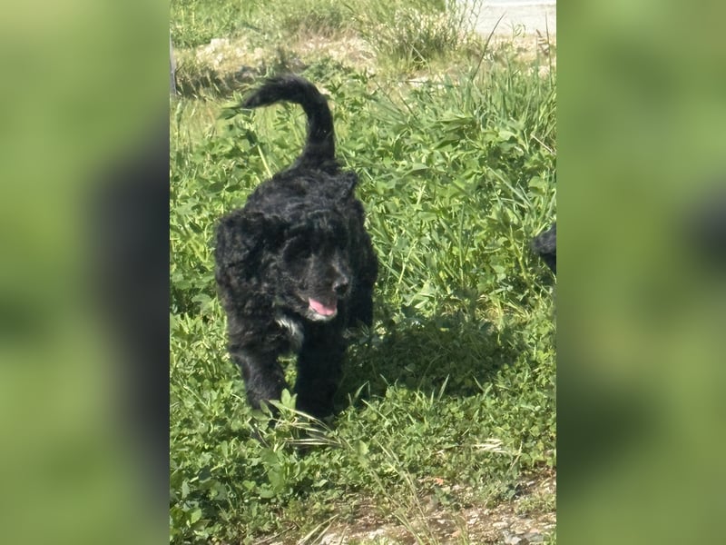 Labradoodle