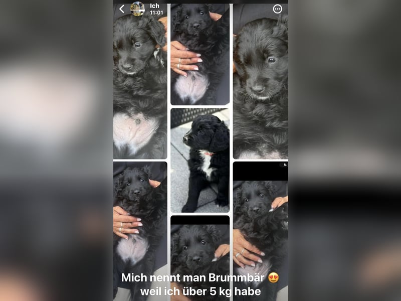 Labradoodle