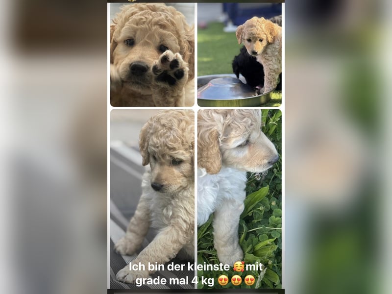 Labradoodle