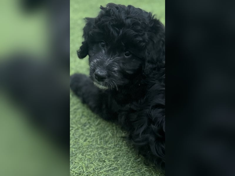 Labradoodle