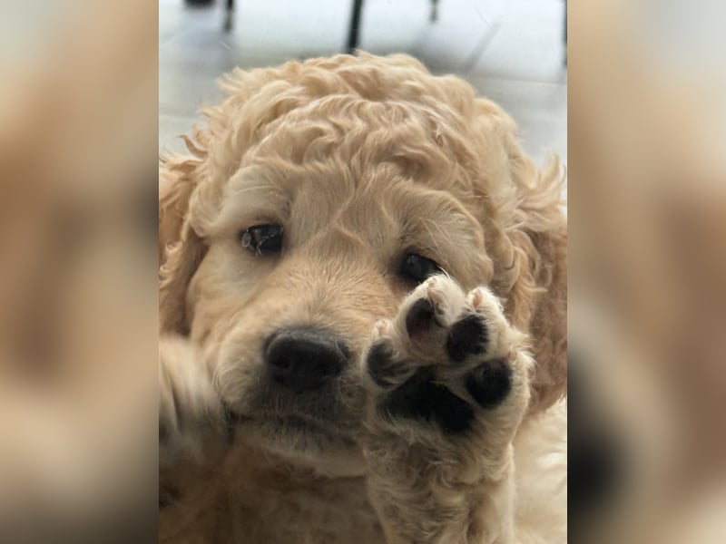 Labradoodle
