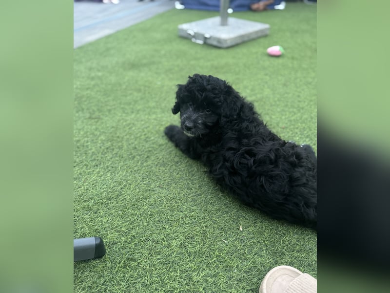 Labradoodle
