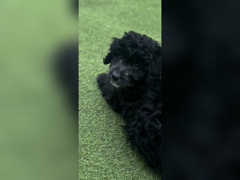 Labradoodle