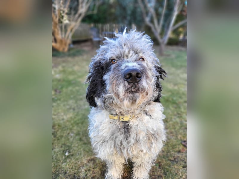 Doodle Bergamasker Barbet Mix Bergamasco Franz. Wasserhund Bergadoodle für Allergiker nicht haarend