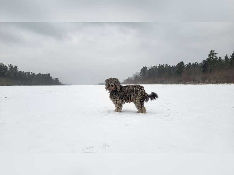 Doodle Bergamasker Barbet Mix Bergamasco Franz. Wasserhund Bergadoodle für Allergiker nicht haarend