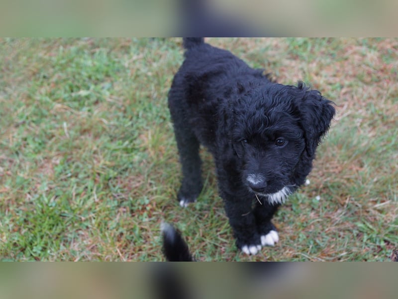 Doodle Bergamasker Barbet Mix Bergamasco Franz. Wasserhund Bergadoodle für Allergiker nicht haarend