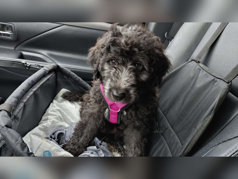 Doodle Bergamasker Barbet Mix Bergamasco Franz. Wasserhund Bergadoodle für Allergiker nicht haarend