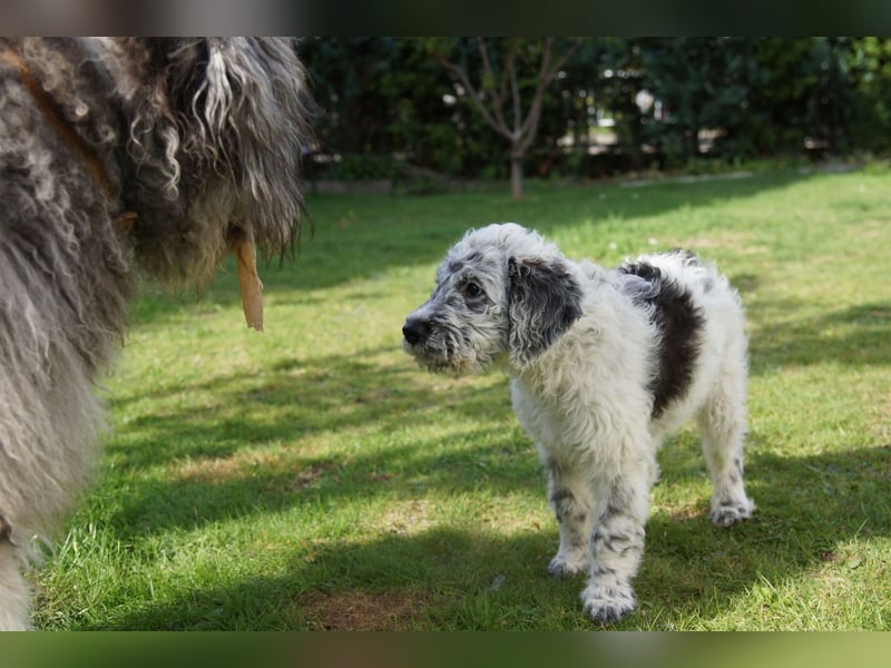 Doodle Bergamasker Barbet Mix Bergamasco Franz. Wasserhund Bergadoodle für Allergiker nicht haarend