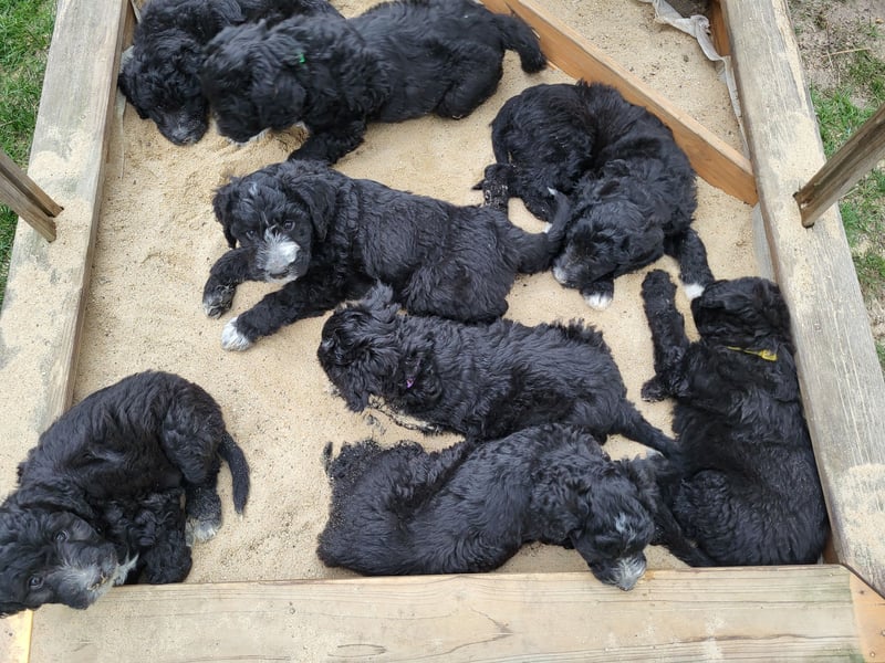 Doodle Bergamasker Barbet Mix Bergamasco Franz. Wasserhund Bergadoodle für Allergiker nicht haarend