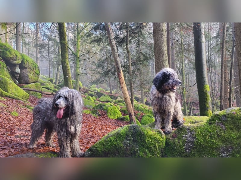 Doodle Bergamasker Barbet Mix Bergamasco Franz. Wasserhund Bergadoodle für Allergiker nicht haarend