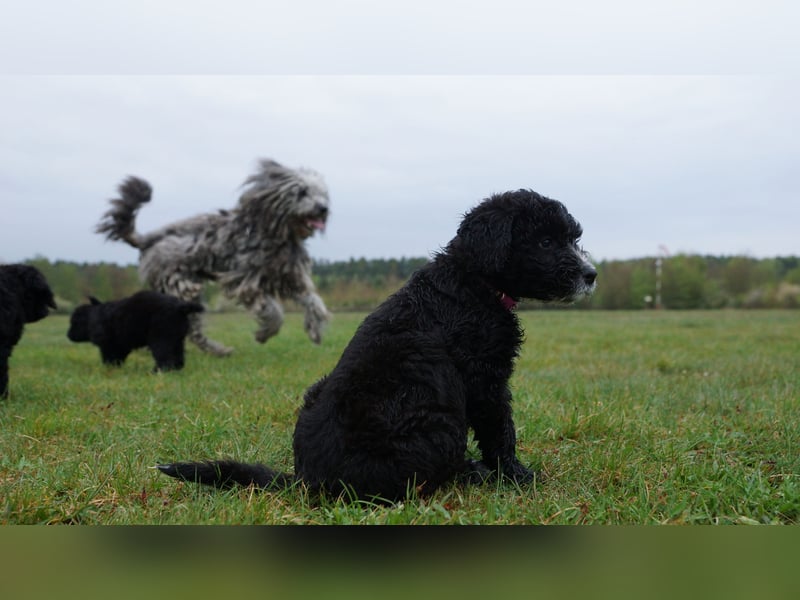 Doodle Bergamasker Barbet Mix Bergamasco Franz. Wasserhund Bergadoodle für Allergiker nicht haarend