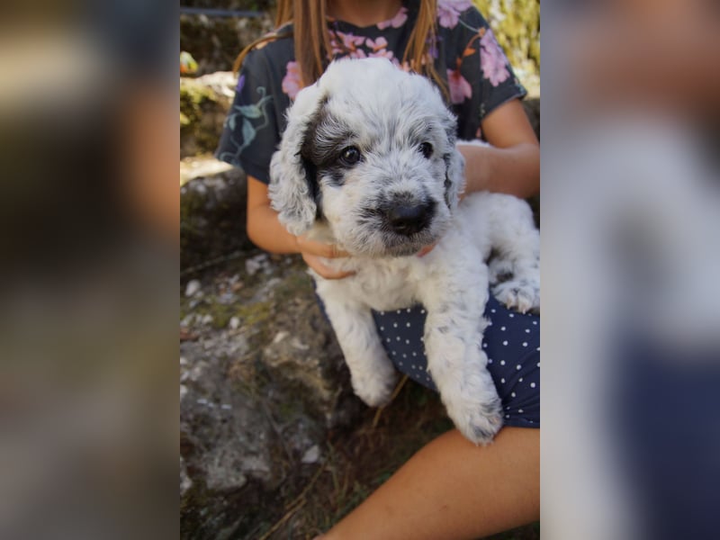Doodle Bergamasker Barbet Mix Bergamasco Franz. Wasserhund Bergadoodle für Allergiker nicht haarend