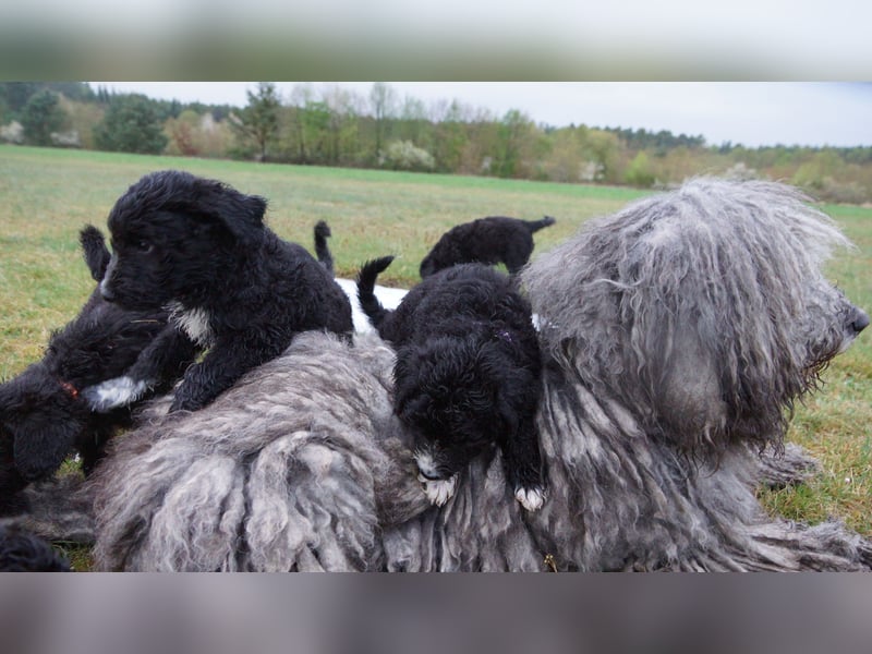 Doodle Bergamasker Barbet Mix Bergamasco Franz. Wasserhund Bergadoodle für Allergiker nicht haarend