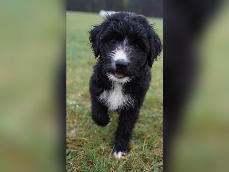 Doodle Bergamasker Barbet Mix Bergamasco Franz. Wasserhund Bergadoodle für Allergiker nicht haarend