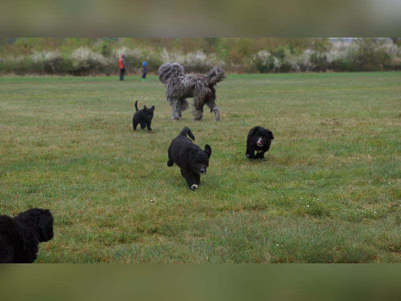 Doodle Bergamasker Barbet Mix Bergamasco Franz. Wasserhund Bergadoodle für Allergiker nicht haarend