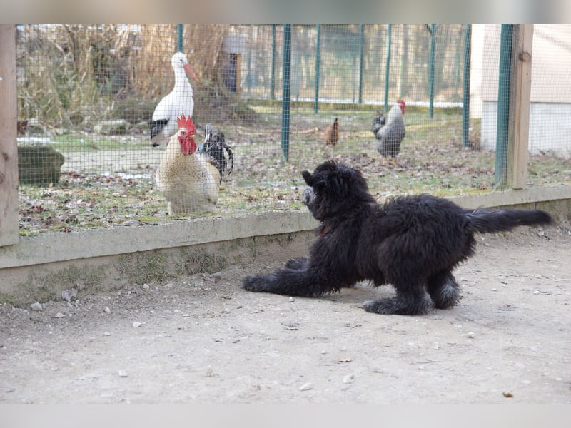Doodle Bergamasker Barbet Mix Bergamasco Franz. Wasserhund Bergadoodle für Allergiker nicht haarend