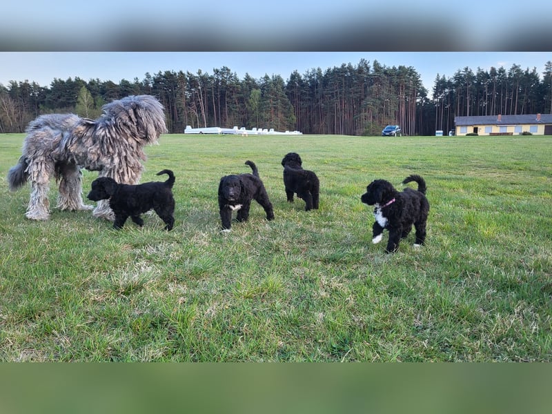 Doodle Bergamasker Barbet Mix Bergamasco Franz. Wasserhund Bergadoodle für Allergiker nicht haarend