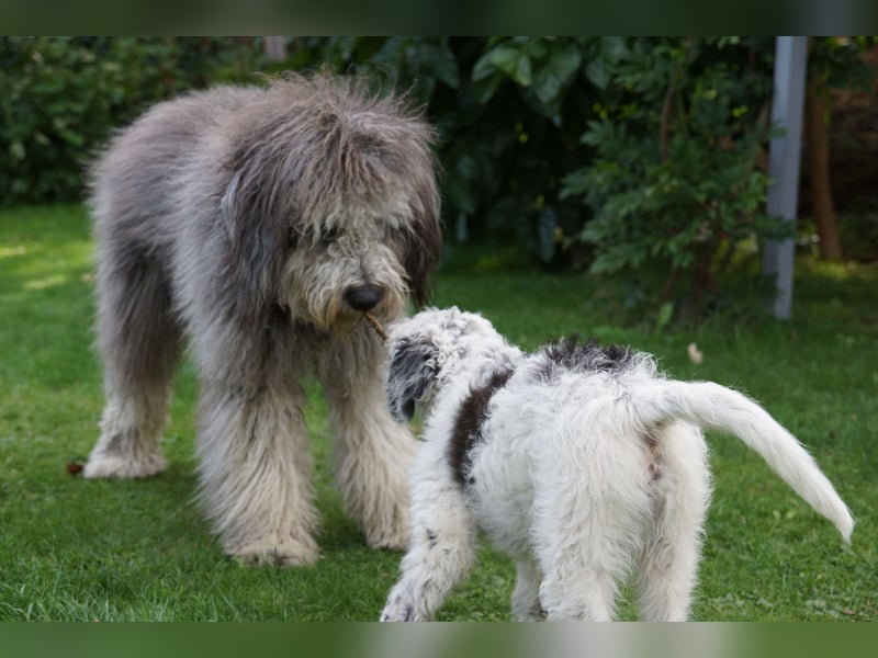 Doodle Bergamasker Barbet Mix Bergamasco Franz. Wasserhund Bergadoodle für Allergiker nicht haarend