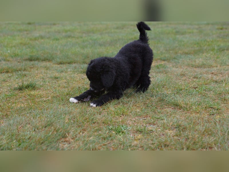 Doodle Bergamasker Barbet Mix Bergamasco Franz. Wasserhund Bergadoodle für Allergiker nicht haarend