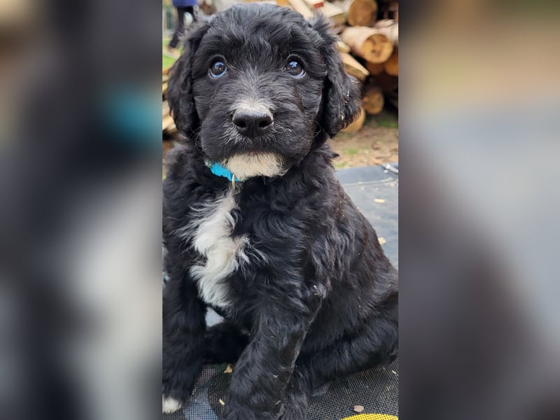 Doodle Bergamasker Barbet Mix Bergamasco Franz. Wasserhund Bergadoodle für Allergiker nicht haarend