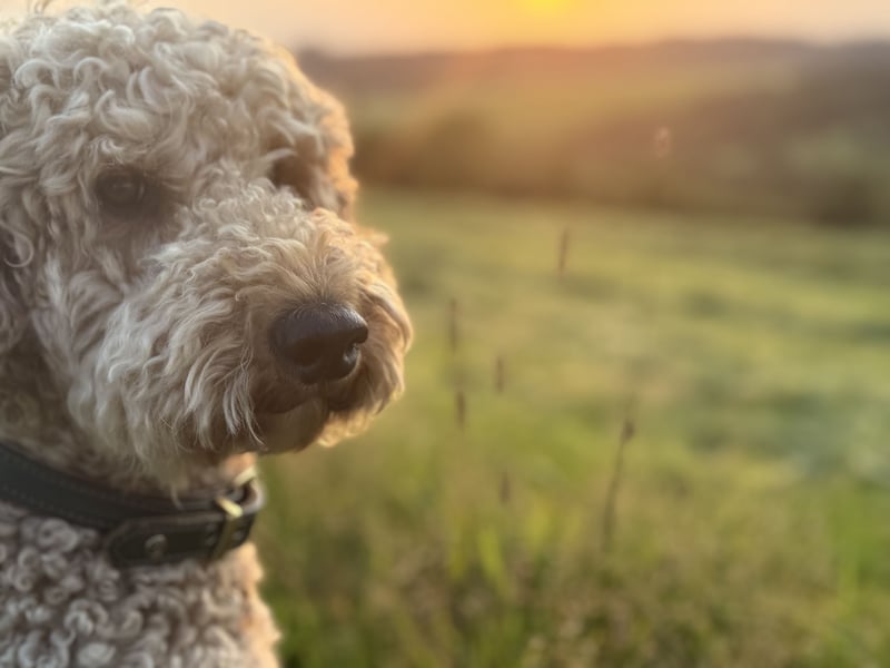 Deckrüde Doodle Goldendoodle Pudel Tibet Doodle