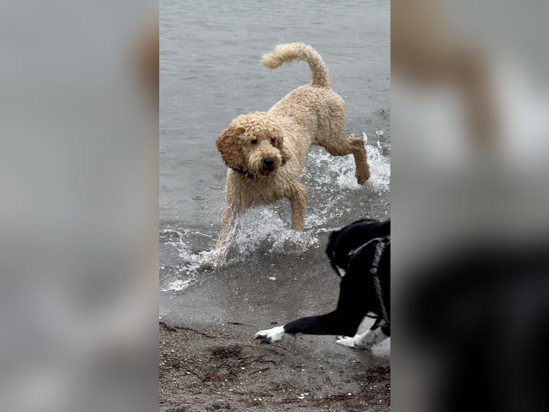 Deckrüde Doodle Goldendoodle Pudel Tibet Doodle