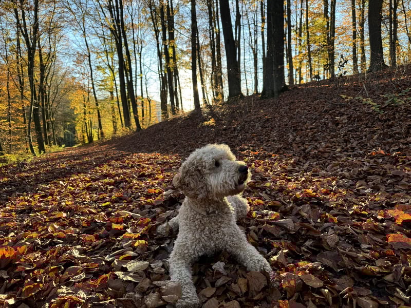 Deckrüde Doodle Goldendoodle Pudel Tibet Doodle