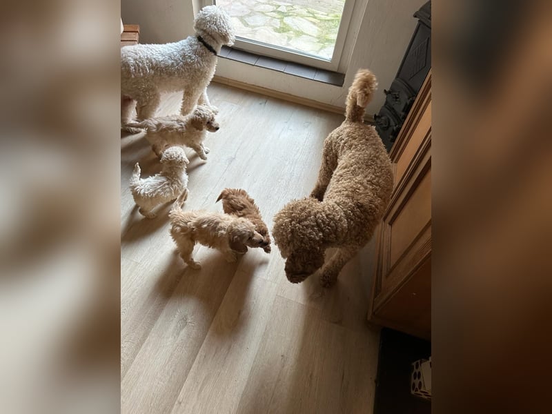 Deckrüde Doodle Goldendoodle Pudel Tibet Doodle