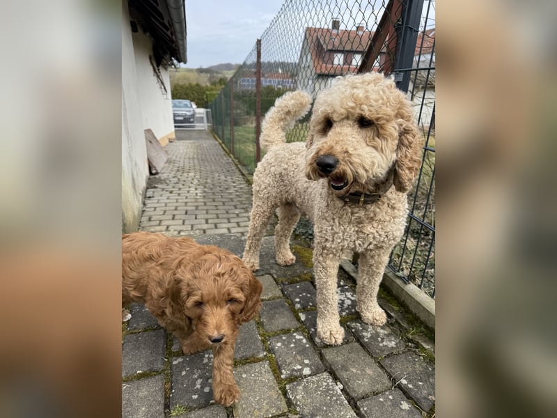 Deckrüde Doodle Goldendoodle Pudel Tibet Doodle