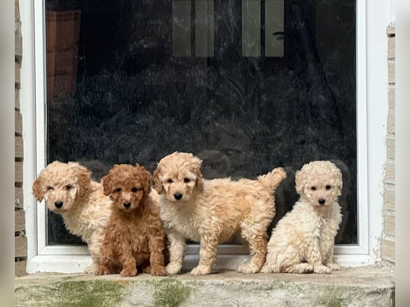 Deckrüde Doodle Goldendoodle Pudel Tibet Doodle