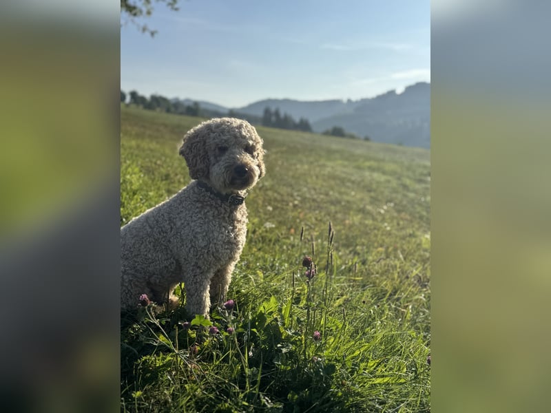 Deckrüde Doodle Goldendoodle Pudel Tibet Doodle