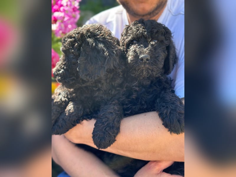 Goldendoodle F1b